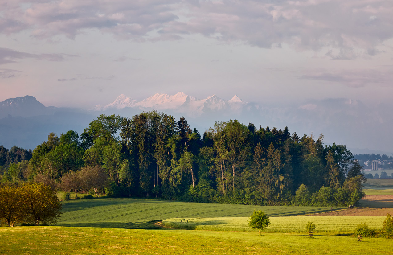 Waldrand bei Knonau mit Alpenpanorama
